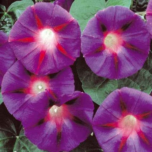 Ipomée à grandes fleurs Grandpa Ott - Bakker