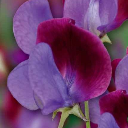 Lathyrus odoratus grandiflorus cupani's original 1699 - Pois de senteur Cupani's Original 1699 - Graines de fleurs annuelles