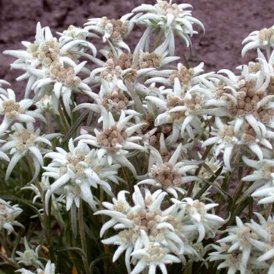 Graines de fleurs pour massifs et bordures - Edelweiss vivace - Leontopodium alpinum