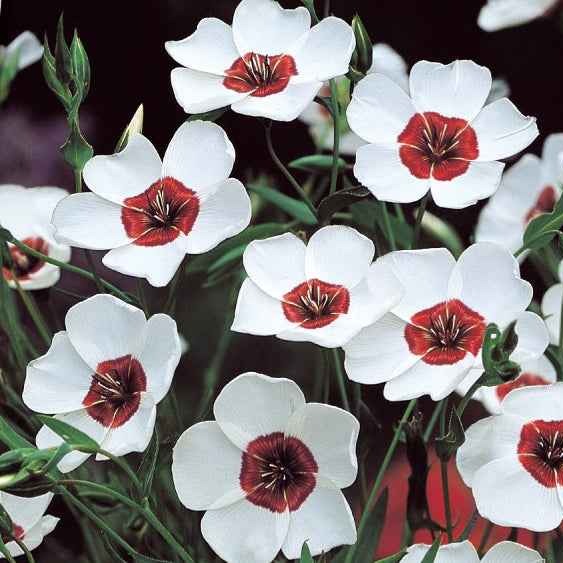 Lin à grandes fleurs Bright Eyes - Linum grandiflorum bright eyes - Bakker