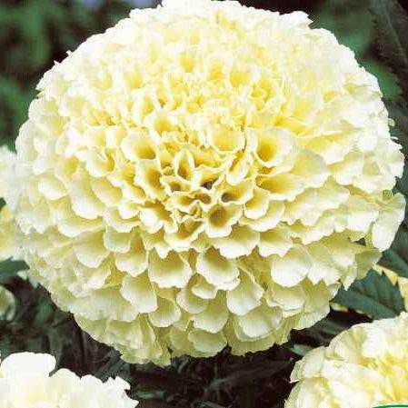 Oeillet d'Inde nain double 'Eskimo' F1 - Bakker