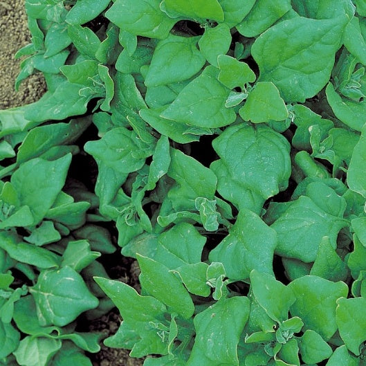 Bakker - Tétragone cornue - Tetragonia tetragonioides - Potager