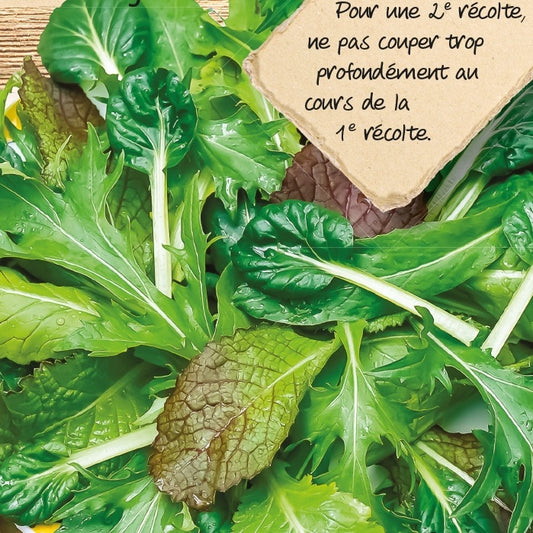 Laitue en mélange à couper Asian Salad mix - Bakker