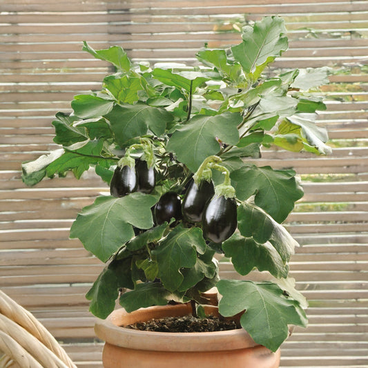 Aubergine pour pot Patio Baby F1 - Bakker