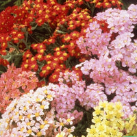 Bakker - Achillées millefeuille Summer Pastels F2 en mélange - Achillea millefolium summer pastels f2 - Potager