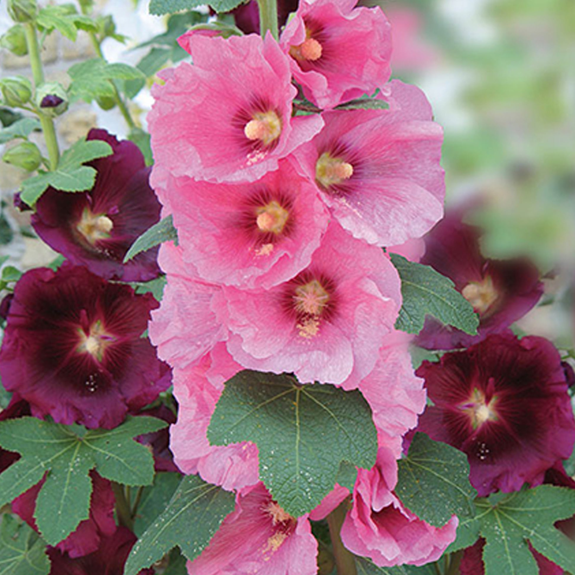 Roses trémières simples Antwerp Stars en mélange - Bakker