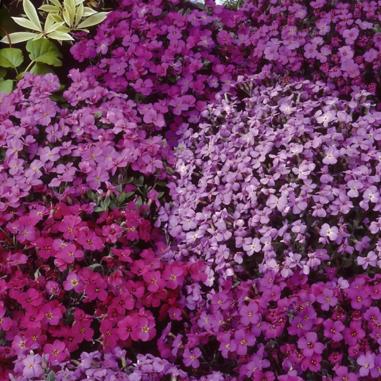 Aubriètes