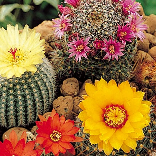 Bakker - Graines de Cactus en mélange - Cacti species - Potager