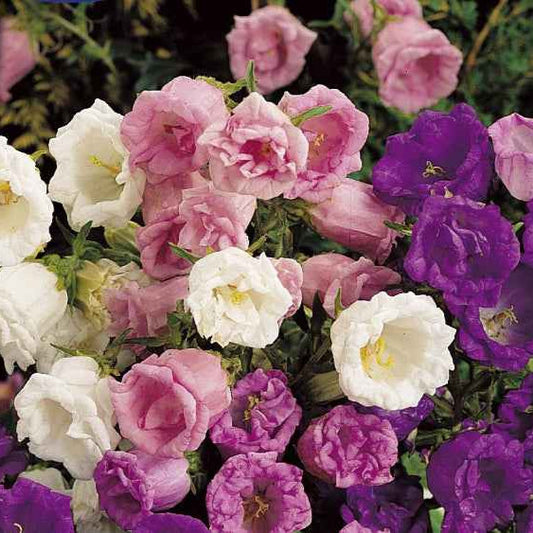 Campanule à grosses fleurs doubles en mélange - Bakker.com | France