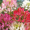 Bakker - Cléome épineux Colour Fountain en mélange - Cleome spinosa - Potager