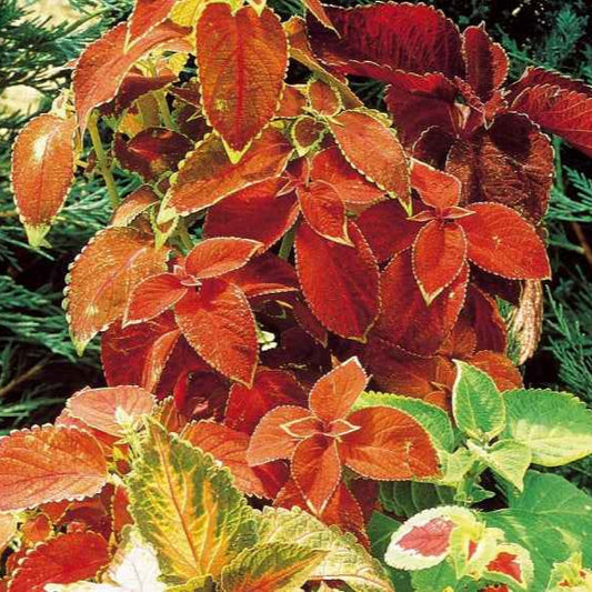 Coleus hybrides Rainbow en mélange - Bakker
