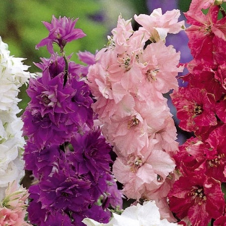 Delphinium - Pied d'alouette nain à fleur double Hyacinth Flowered - Bakker