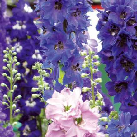 Delphiniums Round Table Series en mélange - Bakker.com | France