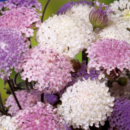 Hugélie azure - Dentelle Bleue Emeralds en mélange - Bakker