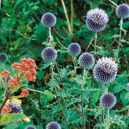Boule azurée - Chardon boule - Echinops - Bakker