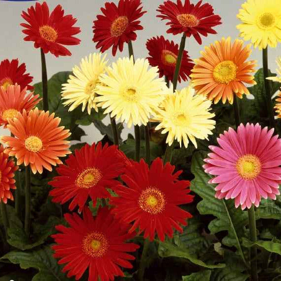 Gerberas à grandes fleurs Australian Giants en mélange - Bakker