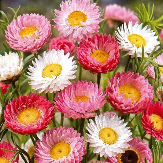 Immortelles d'Australie en mélange - Bakker