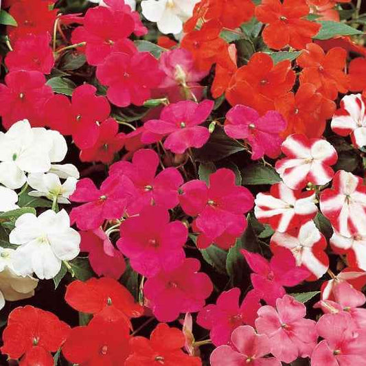 Impatiens du sultan Colour Cocktail en mélange - Bakker