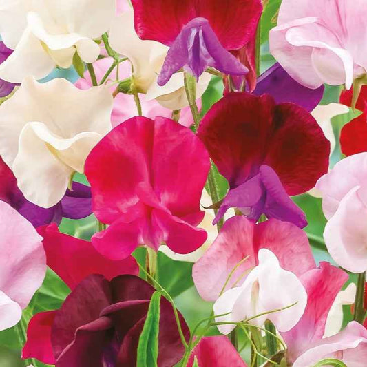 Pois de senteur à grandes fleurs en mélange Bio - Bakker
