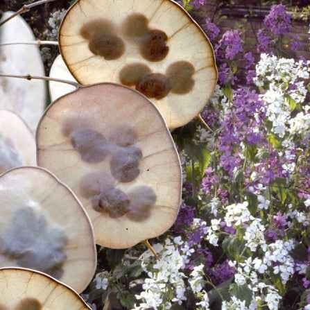 Graines de fleurs pour massifs et bordures - Lunaire annuelle - Monnaie du pape en mélange - Lunaria biennis annua