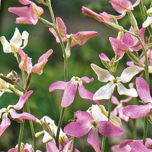 Matthiola longipetala bicornis - Giroflée du soir Scentsation en mélange - Terrasse et balcon