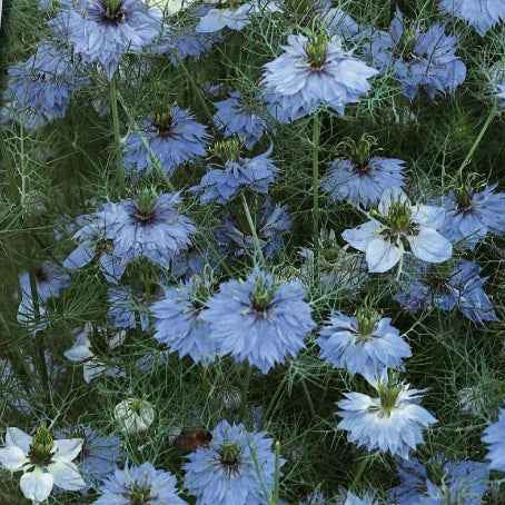 Nigelle de Damas Miss Jekyll Blue - Bakker