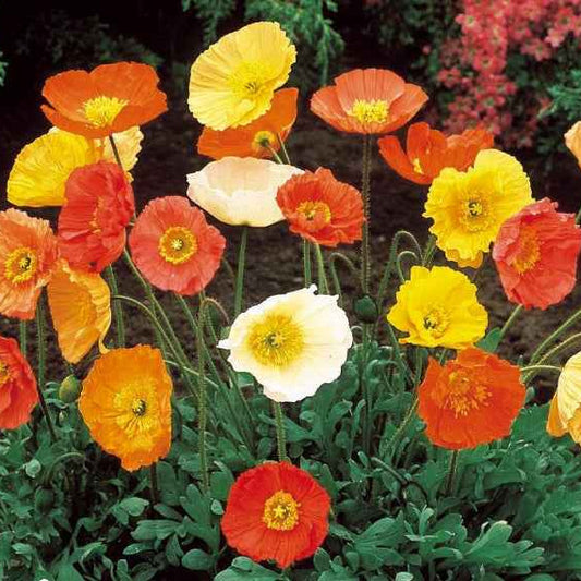 Pavot d'Islande Artist's Glory en mélange - Bakker