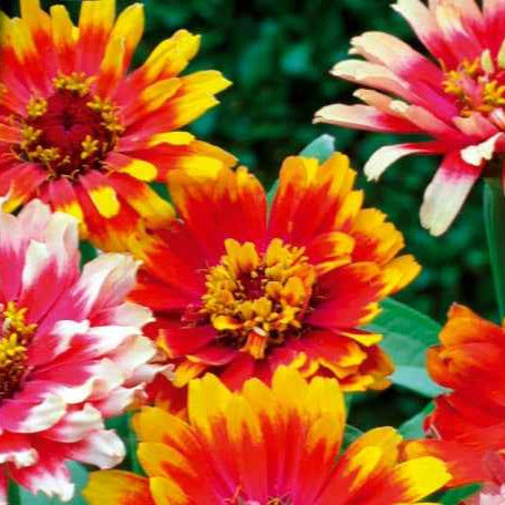 Zinnia élégant à fleurs doubles Caroussel en mélange - Bakker.com | France