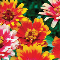 Zinnia élégant à fleurs doubles Caroussel en mélange - Bakker