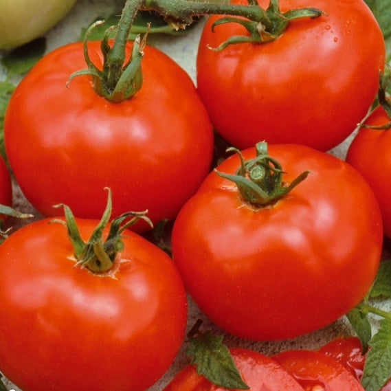 Bakker - Tomate 'Moneymaker' - Solanum lycopersicum moneymaker - Graines de Fruits et Légumes