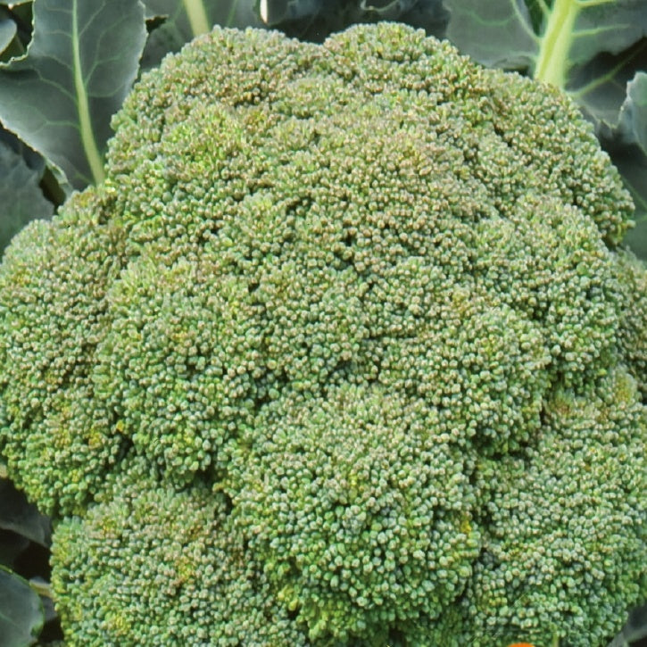 Bakker - Chou brocoli Calabrese Natalino - Brassica oleracea calabrese natalino - Graines de fruits et légumes
