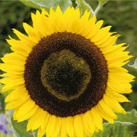 Helianthus annuus giganteus - Tournesol à fleur géante 'Uniflorus Giganteus' BIO - Graines de fleurs annuelles