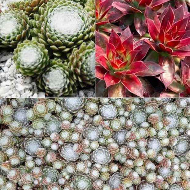 Joubarbe Chick Charms® Trio - Sempervivum - Bakker.com | France