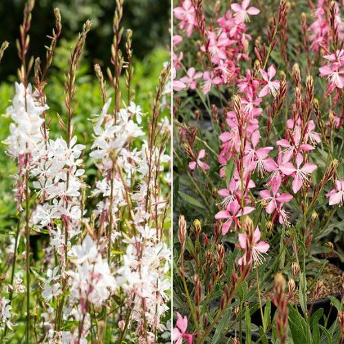 2 Gauras blanc et rose en mélange - Bakker