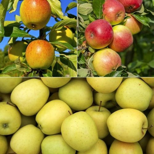 Collection de  Pommiers : Reine de reinettes, Gala, Golden Delicious - Bakker