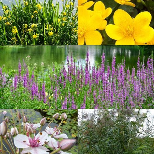 5 plantes de bassin et de berge indigènes en mélange - Bakker