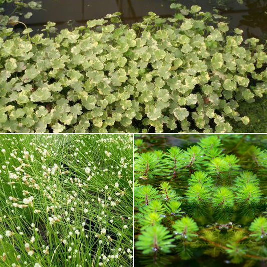 3 plantes oxygénantes en mélange - Bakker