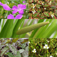 Plantes de bassin et de berge parfumées en mélange - Bakker.com | France