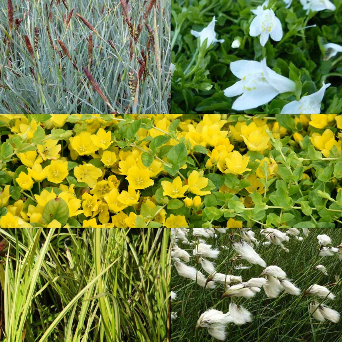 5 plantes de bassin favorables aux insectes en mélange - Bakker