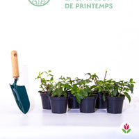 Fuchsias retombants en mélange - Bakker.com | France