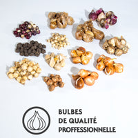 Massif de 200 bulbes à floraisons printanières - Bakker.com | France