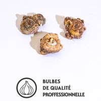 3 Callas en mélange (1 rose + 1 jaune + 1 pourpre) - Bakker.com | France