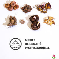 Bulbes à floraison estivale en mélange - Bakker.com | France