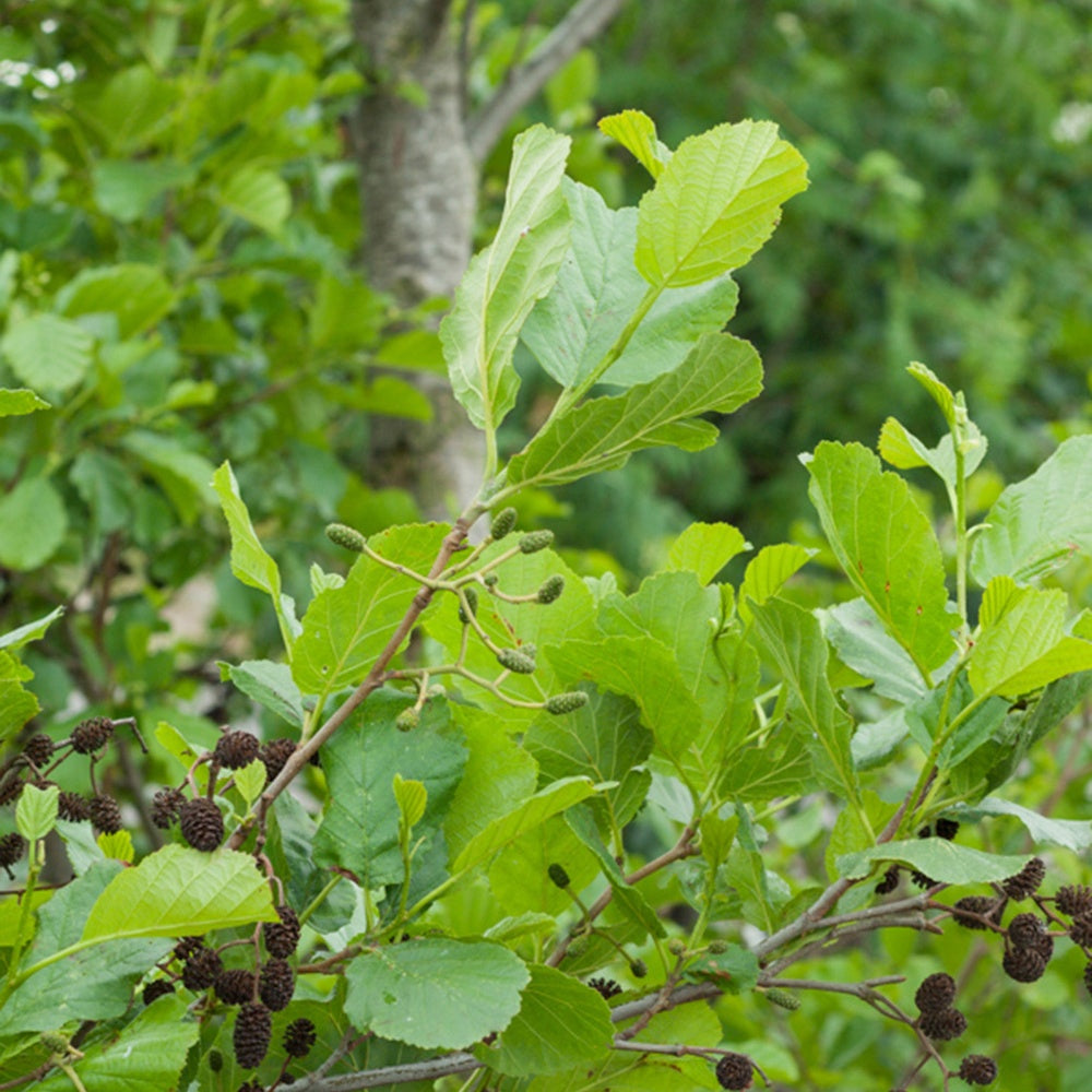 Alnus glutinosa - Aulne glutineux - Aulne