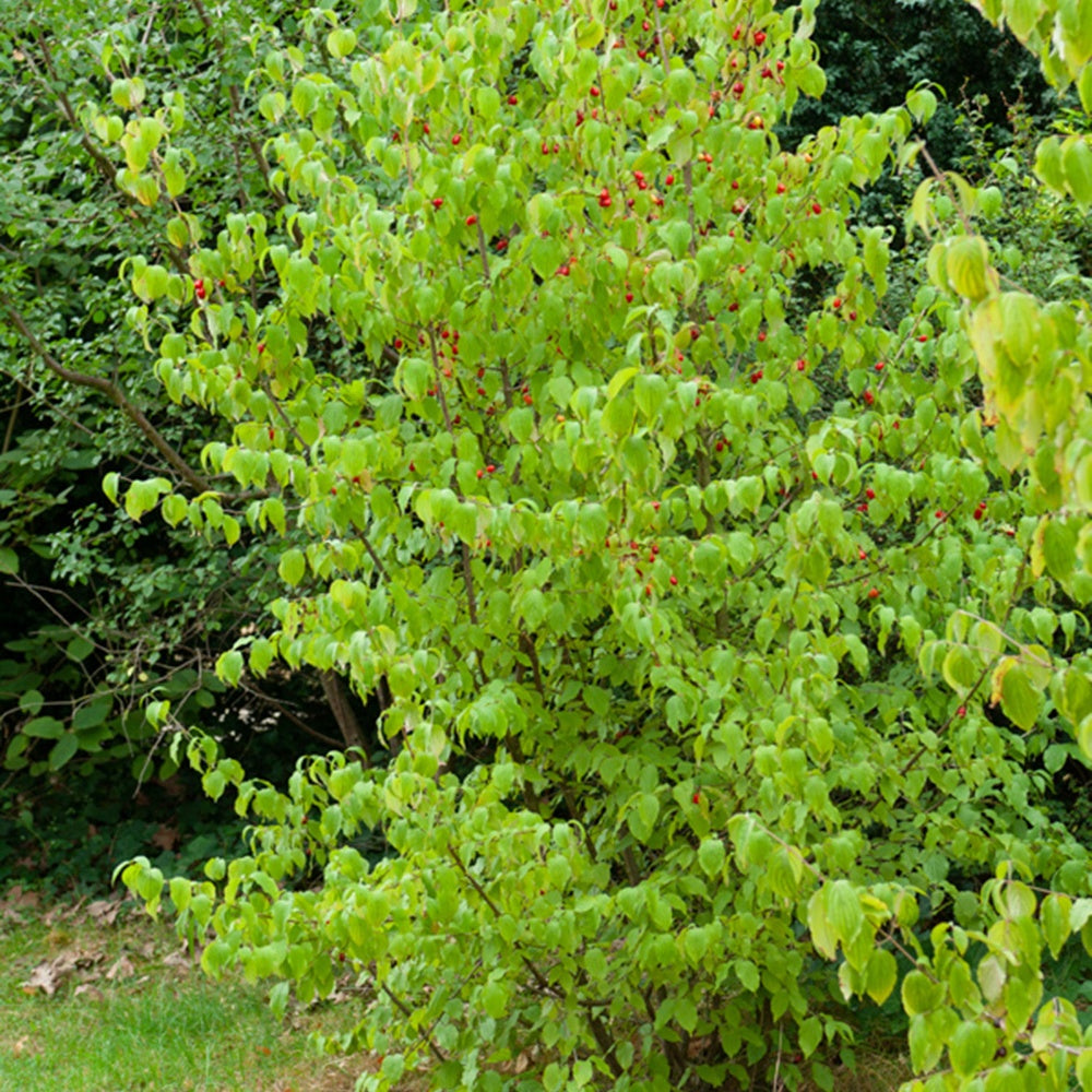 Cornouiller mâle - Cornus mas - Bakker