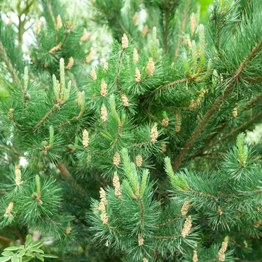 Pinus sylvestris - Pin sylvestre - Pin