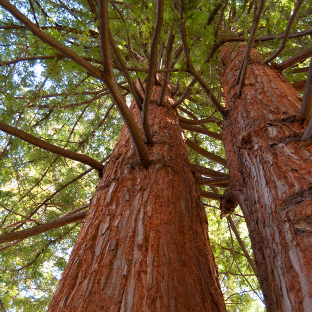 Sequoia à feuilles d'If - Bakker