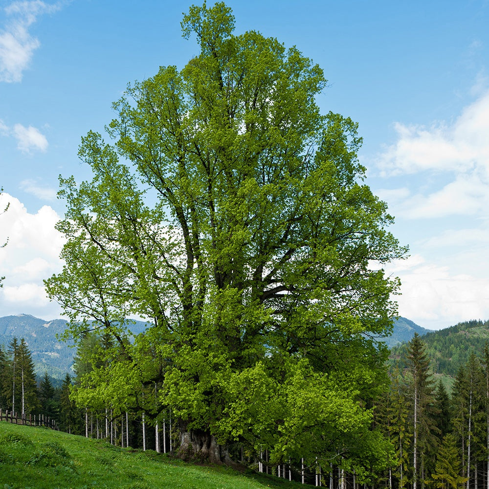 Tilleul à petites feuilles - Bakker.com | France