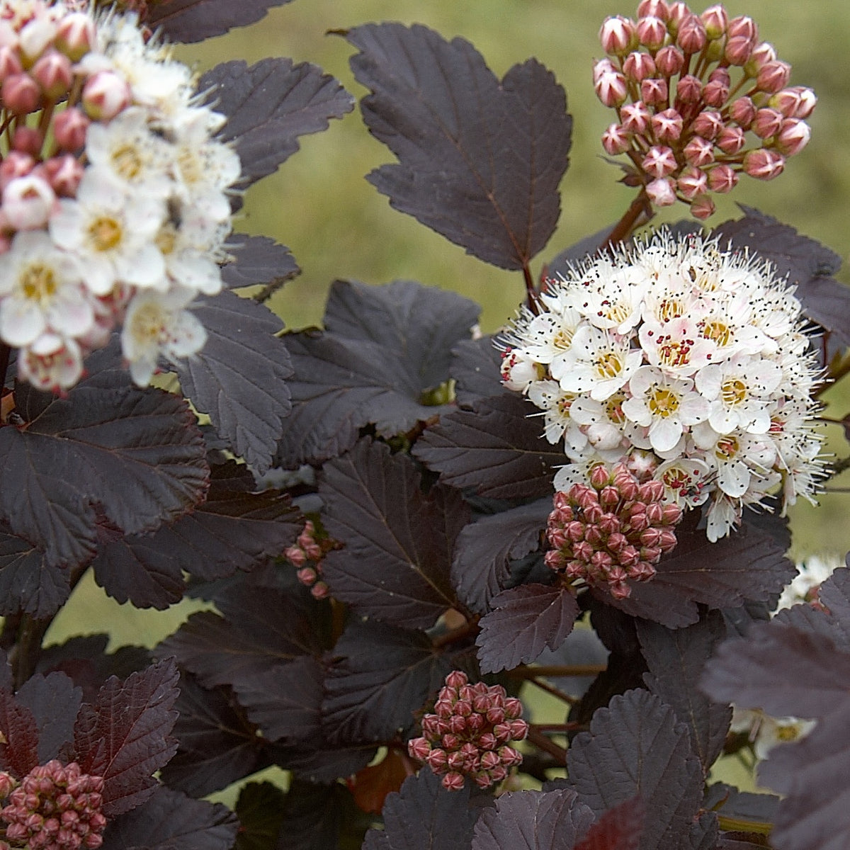 Plantes de terrasses et balcons - Physocarpe Red Baron - Physocarpus opulifolius Red Baron