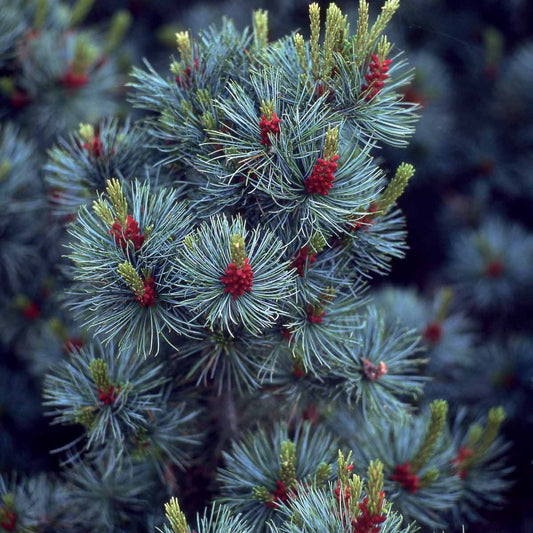 Pin blanc du Japon Negishi - Pinus parviflora ‘negishi’ - Plantes d'extérieur